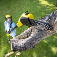 Seasonal Cleanup (Spring/Fall) in San Diego Country Estates, CA