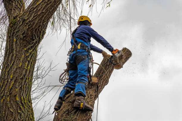 San Diego Country Estates, CA Tree Services Company