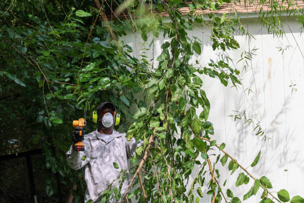 How Our Tree Care Process Works  in  San Diego Country Estates, CA
